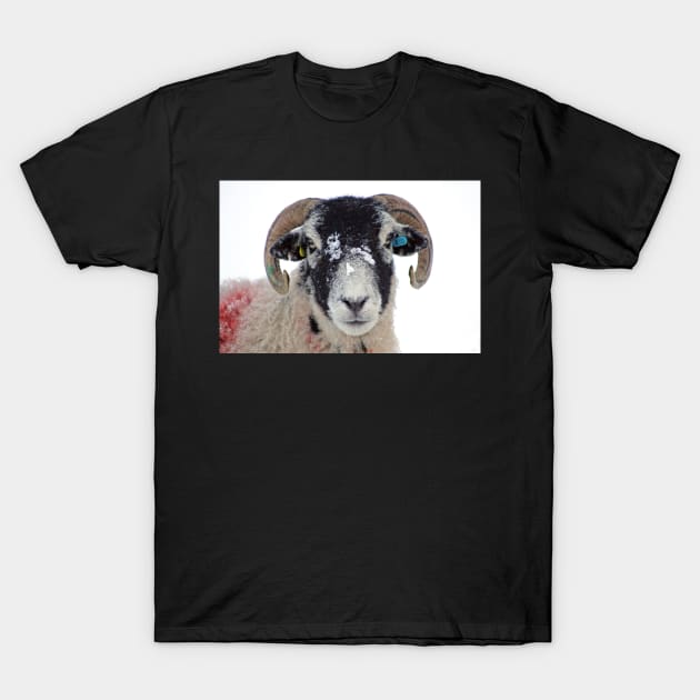 Swaledale Ewe in Snow T-Shirt by Furtographic